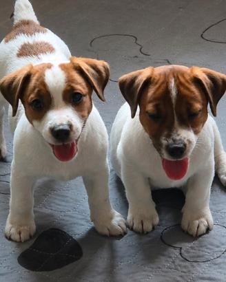Cuccioli Jack Russell pelo liscio