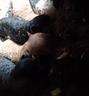 cuccioli-di-barboncino-nano