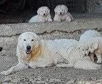 Pastore Maremmano Abruzzese 