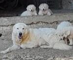 Pastore Maremmano Abruzzese 