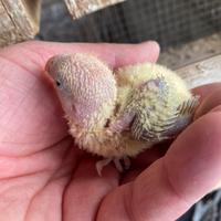 Pulli inseparabili roseicollins