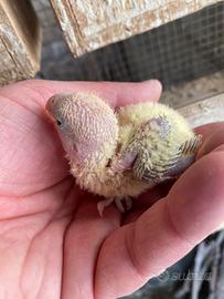 Pulli inseparabili roseicollins