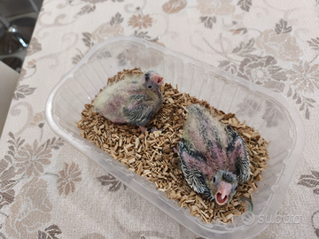 Pulli calopsite da imbecco FOI