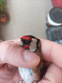 Cardellino