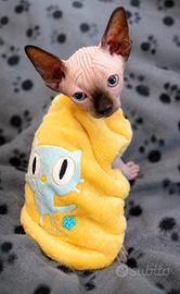 Cuccioli Sphynx Pedigree