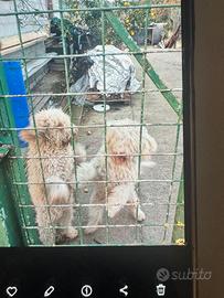 Cani l'agosto romagnolo originali