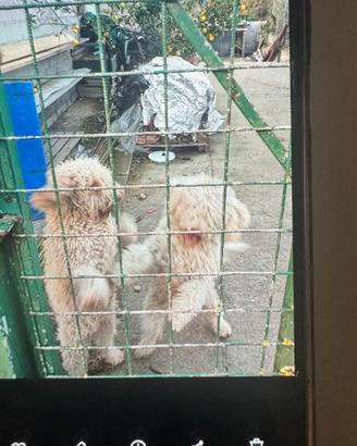 Cani l'agosto romagnolo originali
