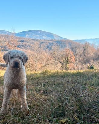 Lagotto romagnolo con pedigree per monte