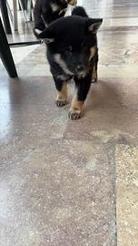 Shiba Inu cuccioli con Pedigree Italiano