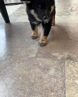 Shiba Inu cuccioli con Pedigree Italiano
