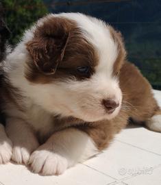 Cucciolo pastore australiano