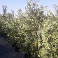 Piante LEYLANDII 