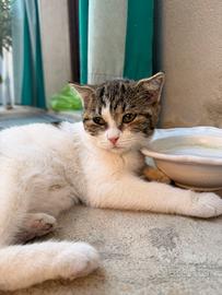 Gatto Incrocio tra Scottish fold e meticcio