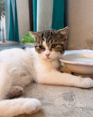 Gatto Incrocio tra Scottish fold e meticcio