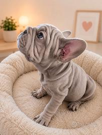 Cucciolo bulldog francese exotic big rope velvet