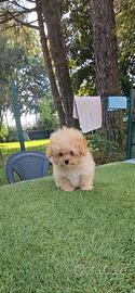 POMAPOO EXTRA TOY