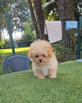 POMAPOO EXTRA TOY
