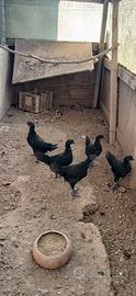 aiman cemani 