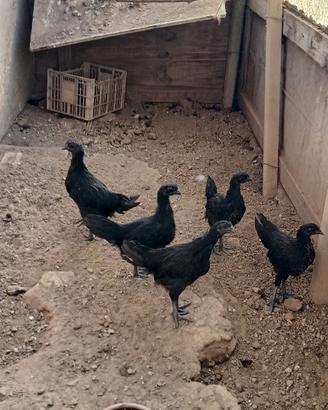 aiman cemani 