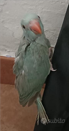 Parrocchetto dal collare