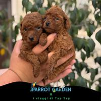 Barboncini Toy e mini Toy