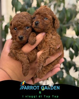 Barboncini Toy e mini Toy