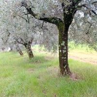 piante di olive 