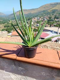 piantina di aloe
