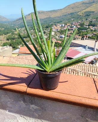 piantina di aloe