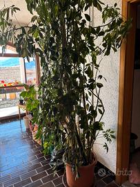 Pianta interno