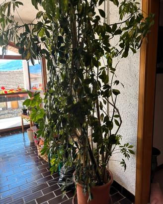 Pianta interno
