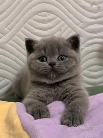 British Shorthair femmina