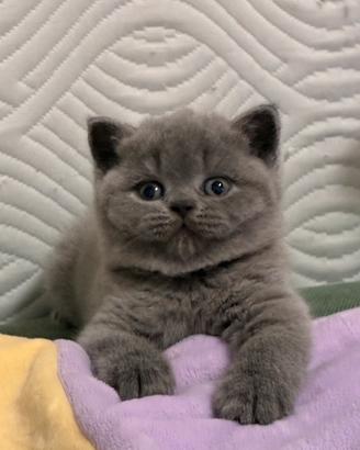 British Shorthair femmina