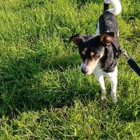 Piccolo simil pinscher a Roma