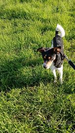 Piccolo simil pinscher a Roma