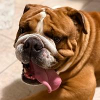 Bulldog inglese