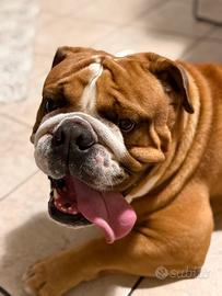 Bulldog inglese