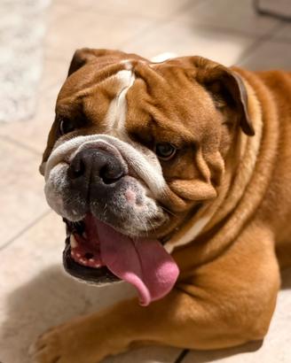 Bulldog inglese