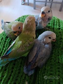 4 inseparabili allevati a mano