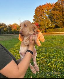 Cuccioli bracco italiano