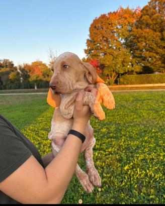 Cuccioli bracco italiano