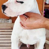 Cuccioli dogo argentino