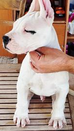 Cuccioli dogo argentino