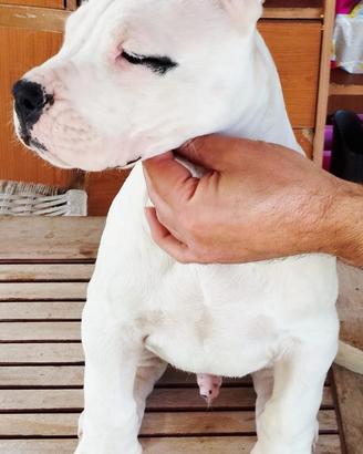 Cuccioli dogo argentino