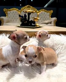 chihuahua maschietti Toy 