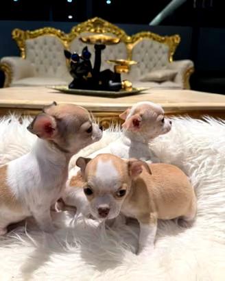 chihuahua maschietti Toy 