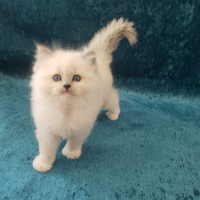 Cucciola Ragdoll con Pedigree