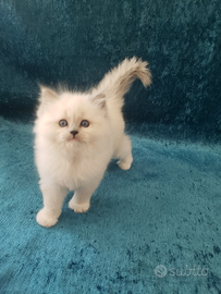 Cucciola Ragdoll con Pedigree