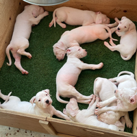 Dogo argentino