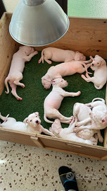 Dogo argentino